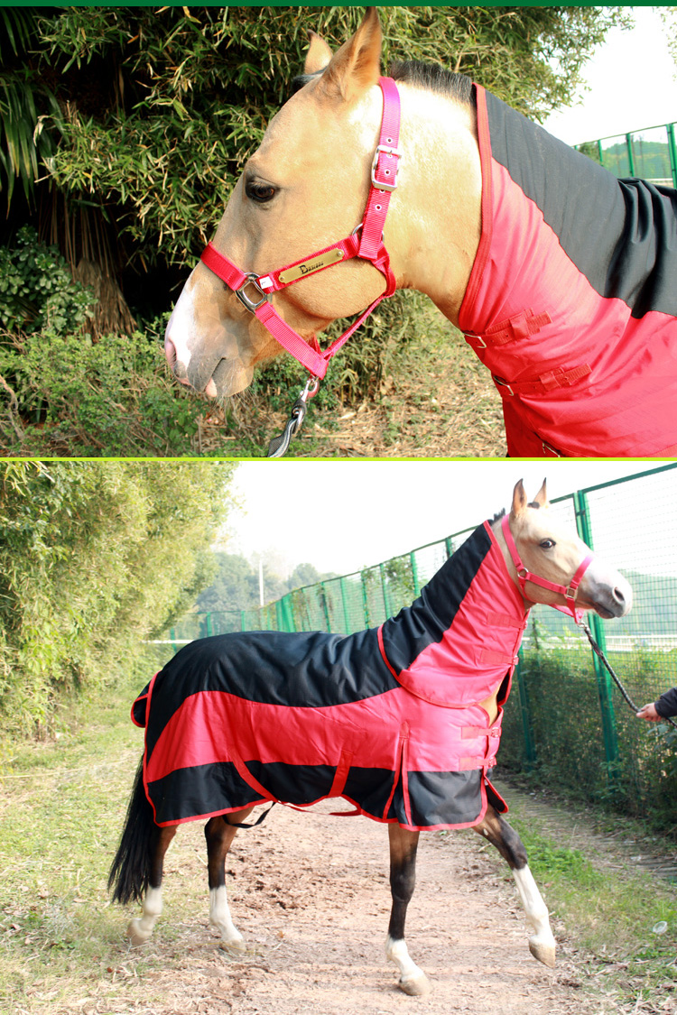 八尺龙马具 马术马匹牵马笼头 纺织纯铜铭牌 大小可调节 结实耐用