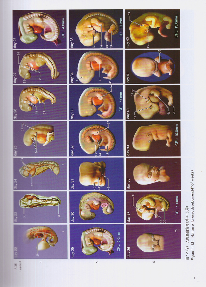 人类胚胎学图谱 刘慧雯主编 人民卫生出版社