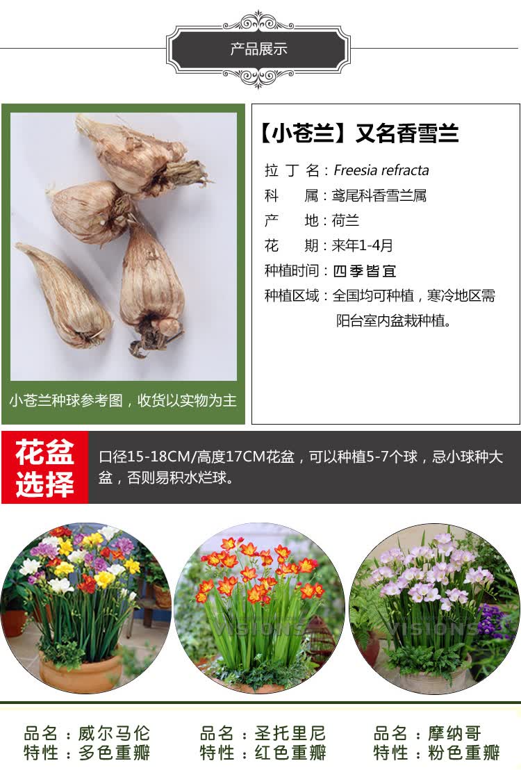 花兮语 香雪兰种球 家庭阳台种植 花卉盆栽观花植物种子 洋晚香玉