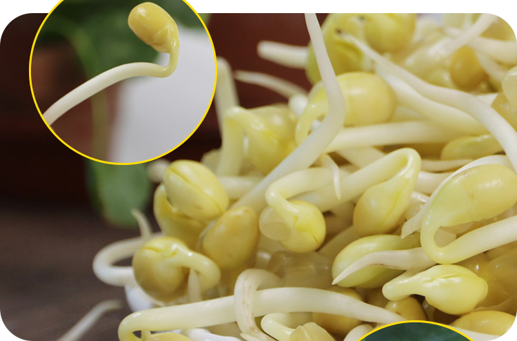 首页 新鲜蔬菜 茄果瓜类 黄豆芽 新鲜黄豆芽 500g蔬