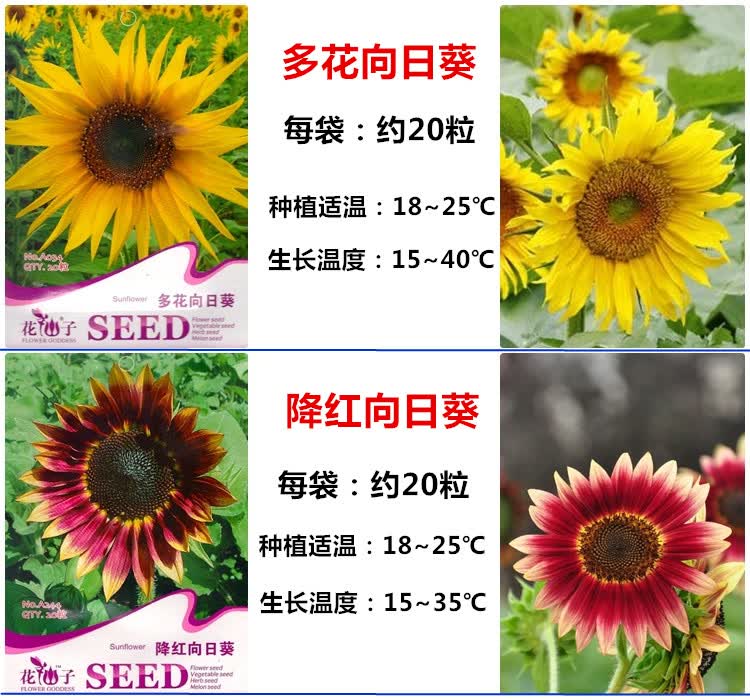 沁心园 向日葵种子 四季播种 日之光向日葵 20粒