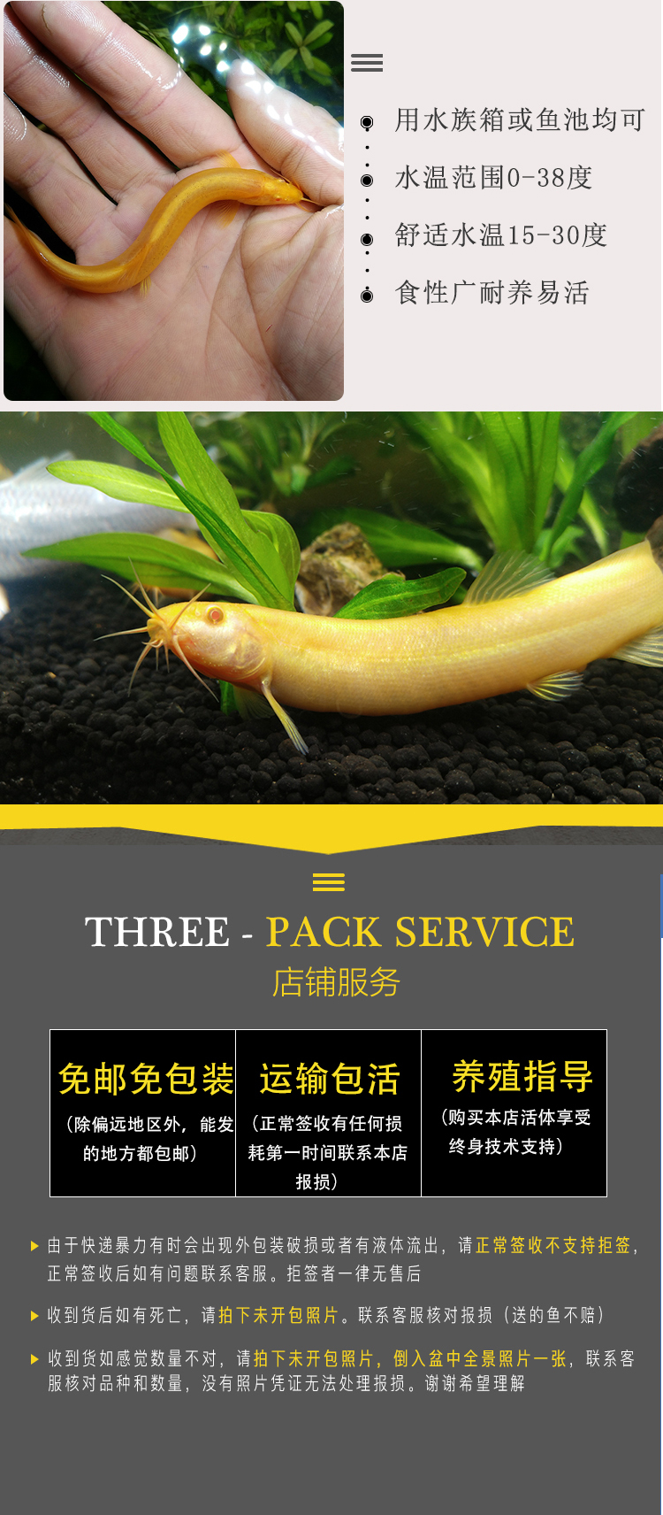 观赏鱼黄金泥鳅活体小金龙淡水冷水鱼 小金鳅11-13 cm 3条