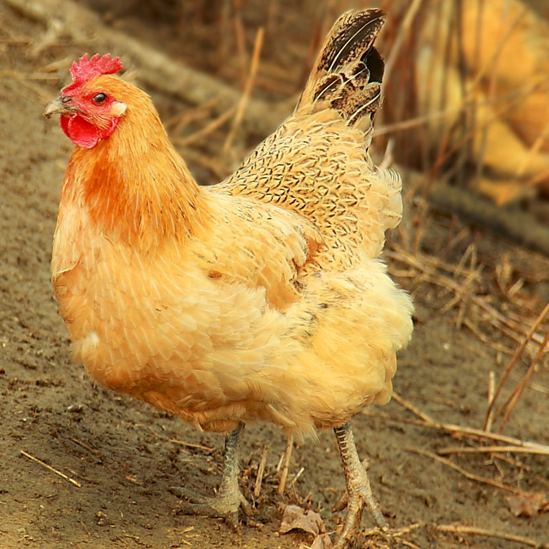 大菜园笨鸡农家笨鸡2只装青脚麻鸡黑脚鸡黑爪鸡