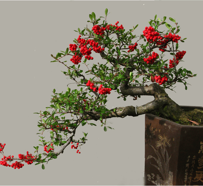 红果火棘盆景桩头四季常录白雪红果火棘苗带刺树红果火棘2厘米粗