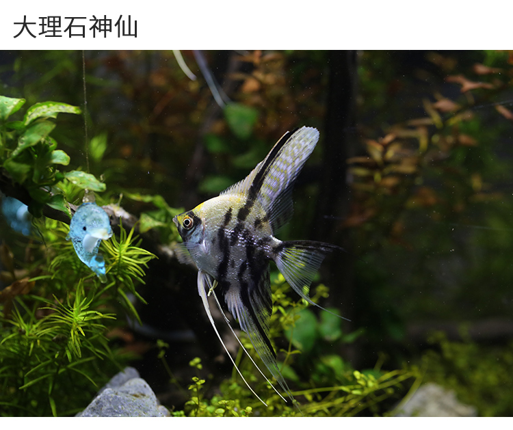 红头玻璃神仙鱼 热带观赏鱼红头玻璃燕鱼 水族鱼缸宠物鱼活体 大理石