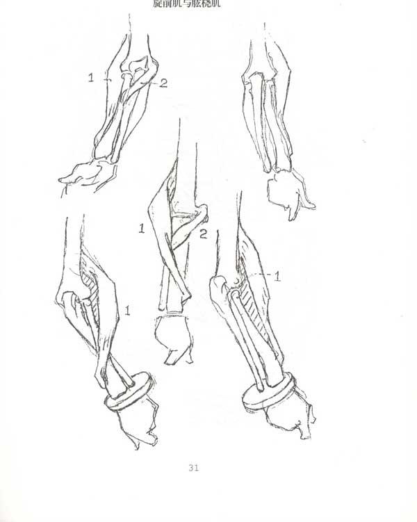 商品基本信息,请以下列介绍为准 商品名称: 伯里曼人体构造