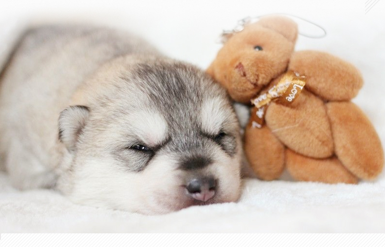 冠邦奶糕犬粮10kg幼犬孕犬哺乳期狗狗天然粮