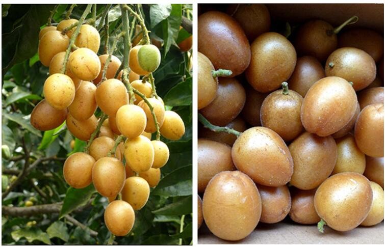 中下旬发货广西新鲜黄皮果鸡心黄皮黄弹子当季水果3斤净重25斤左右