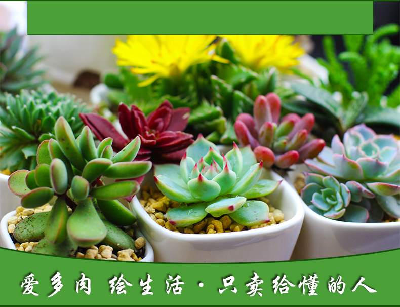 徐州馆 漫花谷|多肉植物玉扇 办公桌花卉盆景绿植盆栽花苗 玉扇2厘米