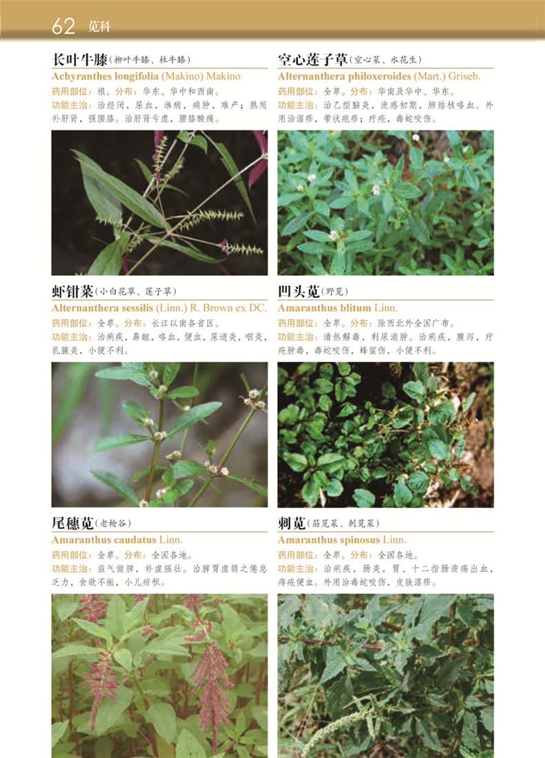 常用中草药图谱2700种叶华谷药书中草药大全书籍中草药彩色图谱高清