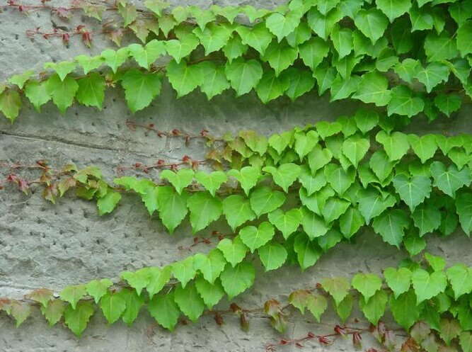 唯友 爬山虎大苗藤苗爬藤植物庭院楼顶攀爬墙攀援绿植盆栽美国五叶地