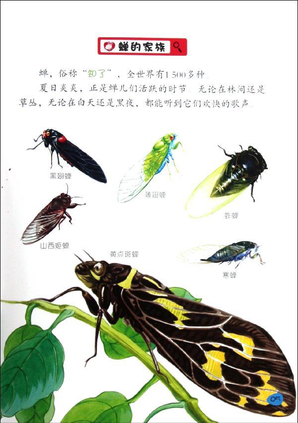 大自然的音乐家.蝉神马卡通