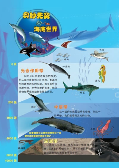介绍海洋不同分层下不同生物的分布情况