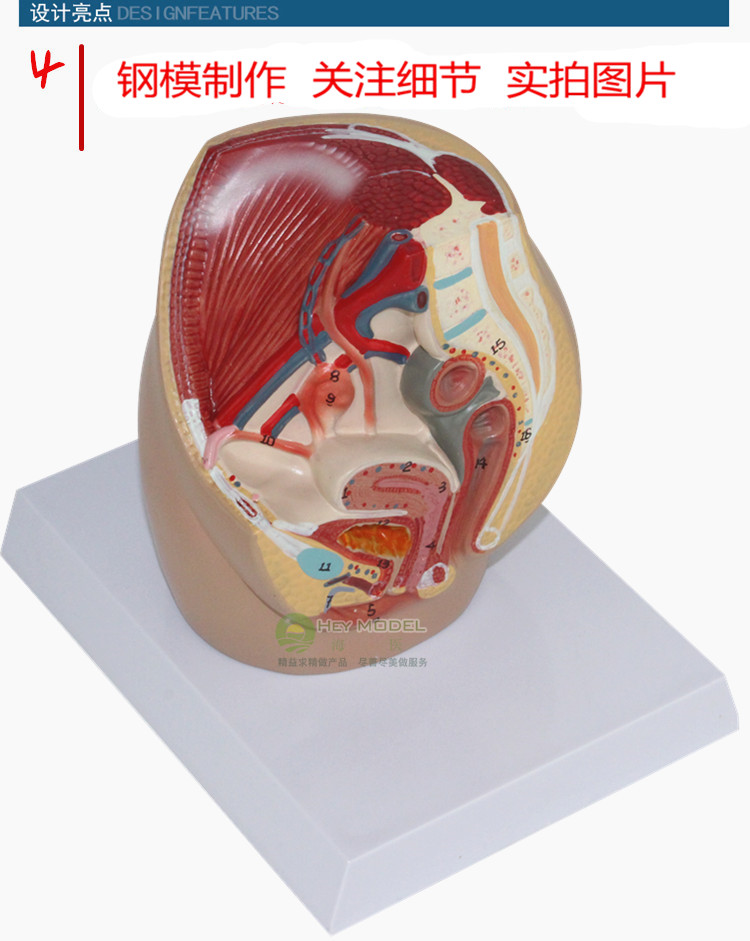 海医heymodel女性盆腔结构模女性生殖器官模型妇科模型泌尿系统子宫