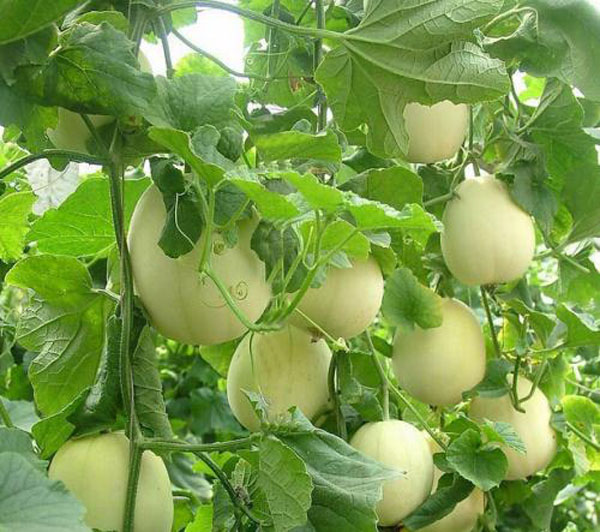 水果种子 白糖罐甜瓜种子 香瓜 白皮甜瓜 香瓜蜜罐 甜脆 白玉蜜_ 2