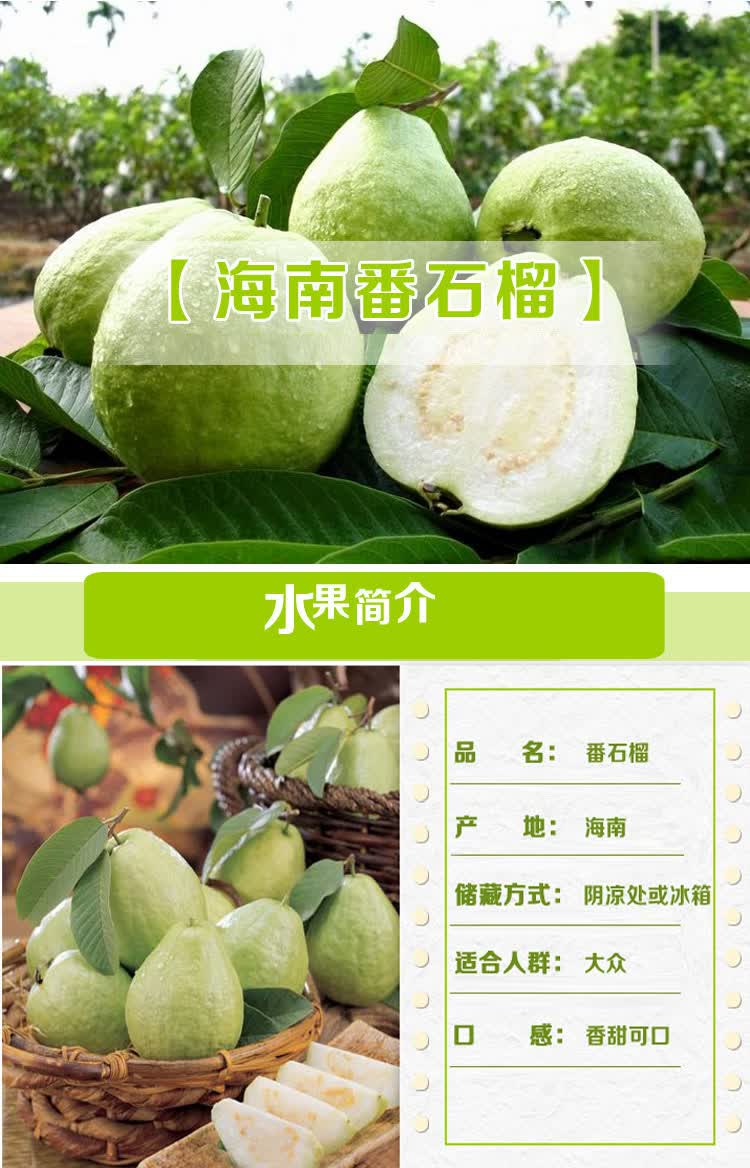 祖母绿海南三亚白心番石榴2kg 4斤装