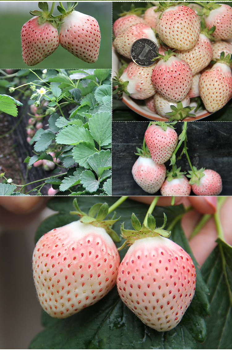 【正常发货顺丰空运】淡雪白草莓奶油草莓新鲜现摘礼盒装 淡雪草莓2斤