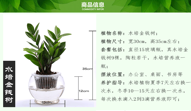 发财树幸福树竹柏金钱树桌面绿植小盆栽植物 金钱树水培【图片 价格