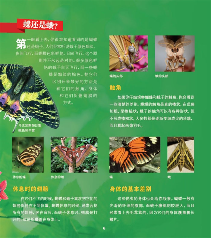 美国自然历史博物馆少儿科普--蝴蝶的世界