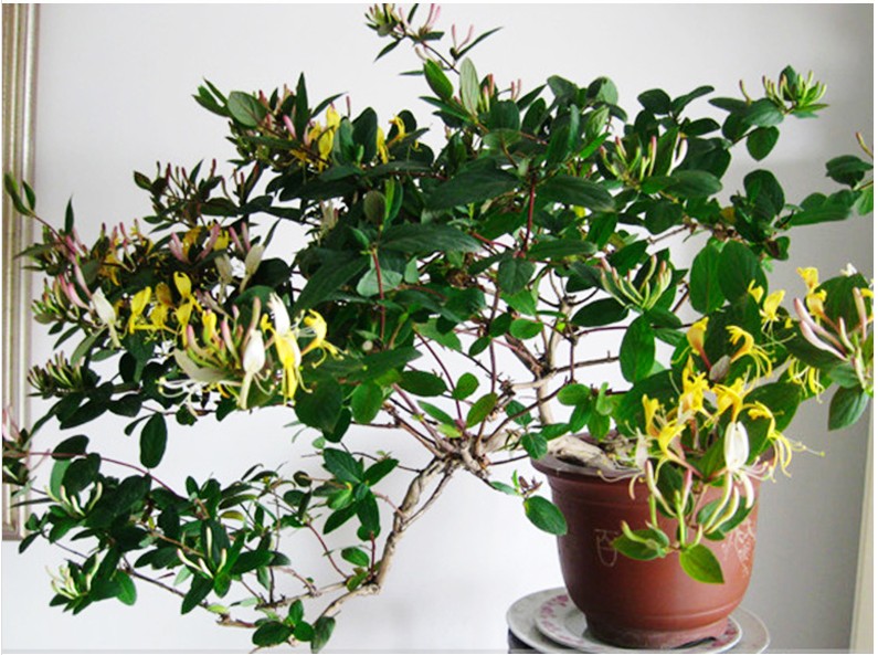 若绿 金银花苗 室内盆栽盆景树桩金银花爬藤花卉绿植花期长四季种植