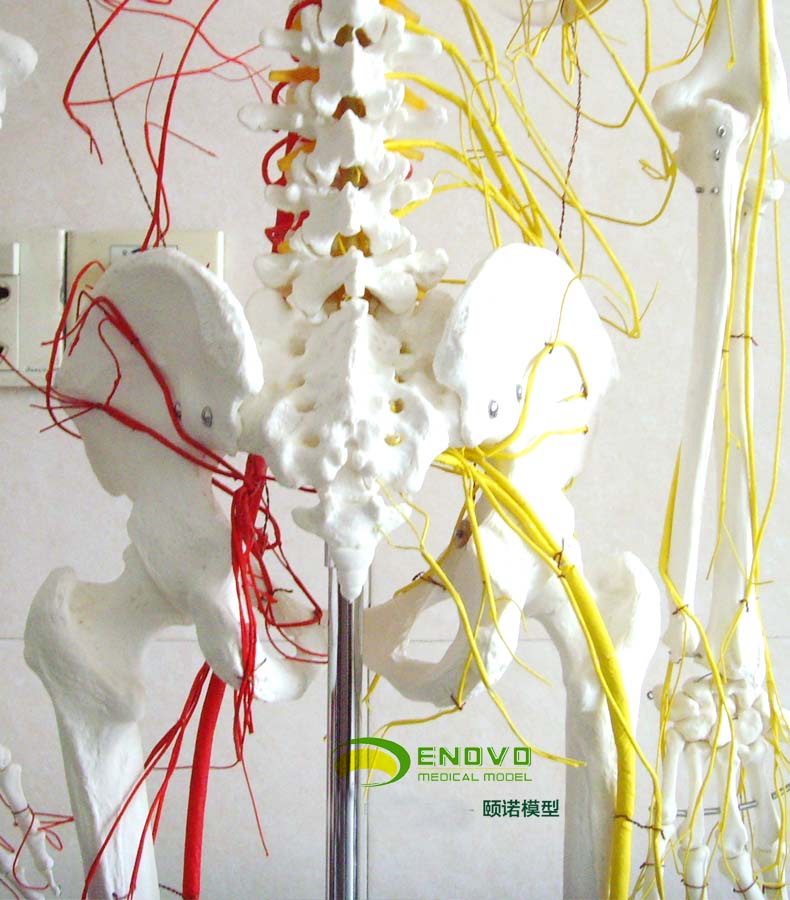 颐诺enovomedicalmodel医用人体骨骼模型附韧带人体骨架
