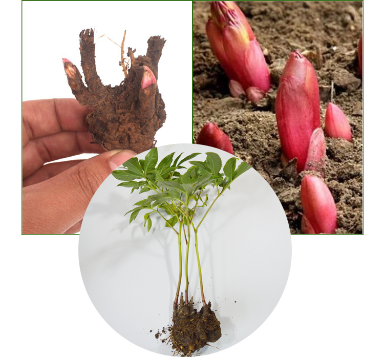 芍药 种根 根块 根茎 根颈 块根 裸根带芽发货 开花植物 盆栽花卉 翠