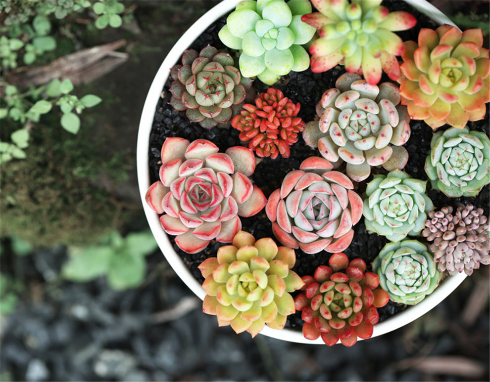 陆地 新手入门多肉植物 盆栽绿植花卉园艺桌面绿植组合一元 虹之玉锦