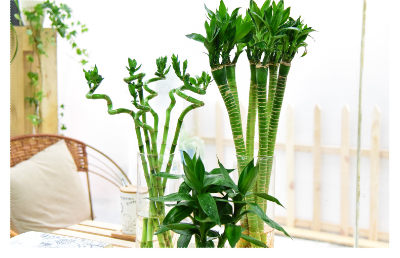 美家亿转运珠富贵竹绿植盆栽水培植物花卉盆栽室内花草植物桌面盆栽有