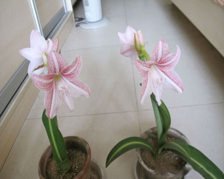 沁心园 朱顶红球根朱顶红重瓣球根 朱顶红球根花卉 多品种可选 f