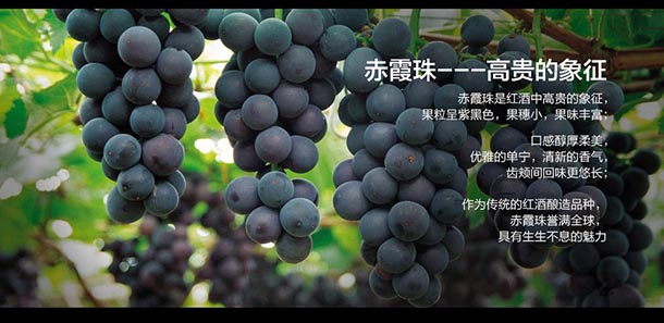 澳洲进口红酒 百利达干红葡萄酒 Palinda酒庄 