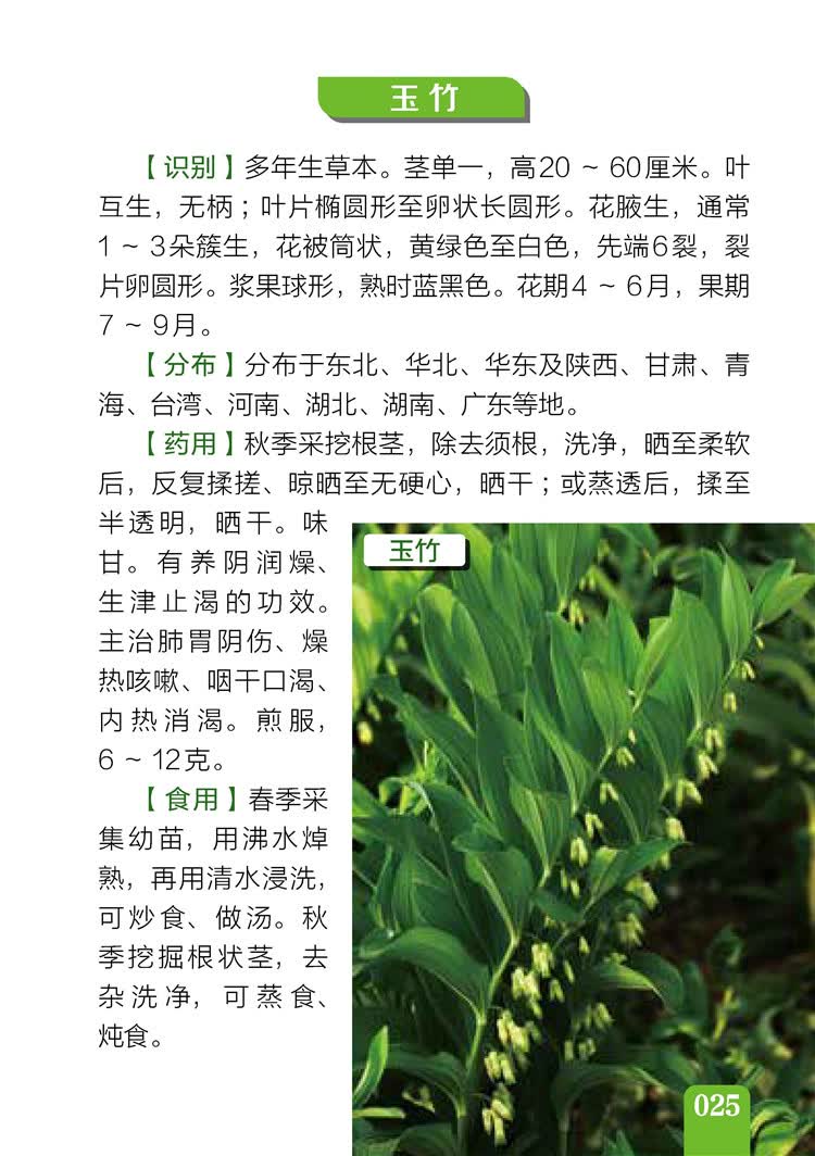 《500种野菜野外识别速查图鉴 野生植物花草识别图解书籍 认识身边