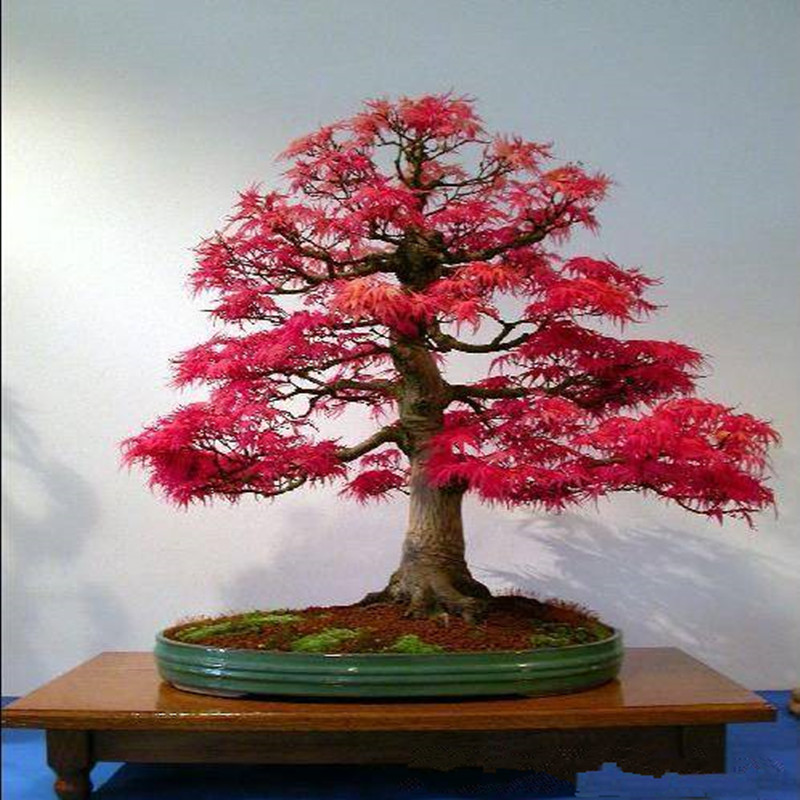 浩胜 红枫 日本红枫盆栽 阳台盆栽红枫 办公室桌上红枫 红枫盆景 不含