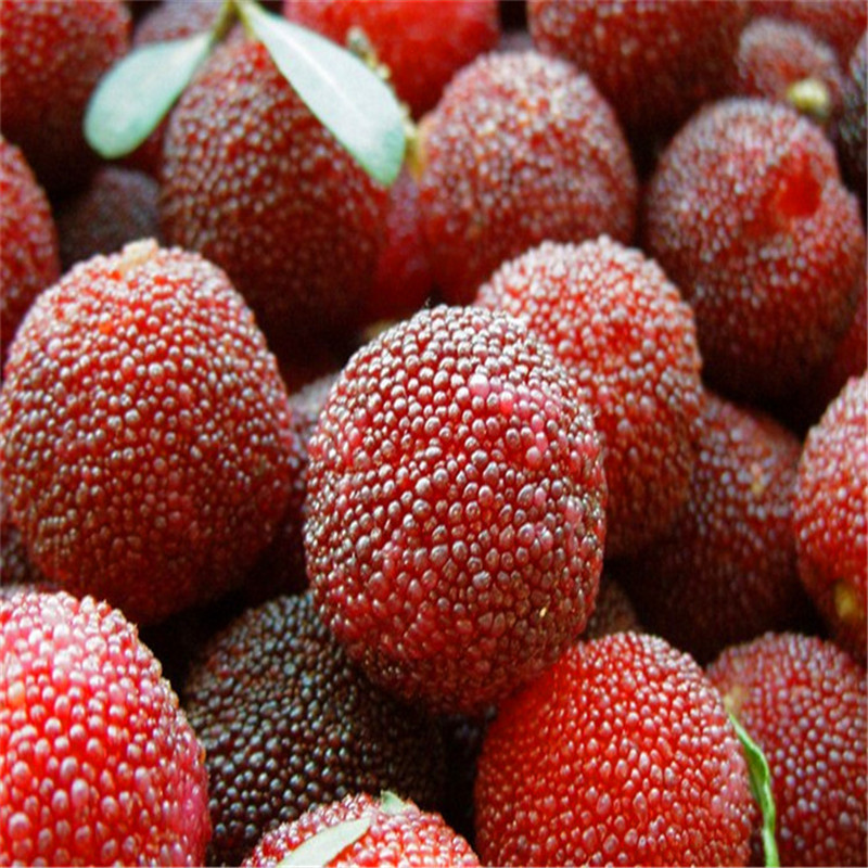 御卉阁 正宗东魁杨梅树苗嫁接苗台湾黑高峰杨梅苗特大果树苗当年结果