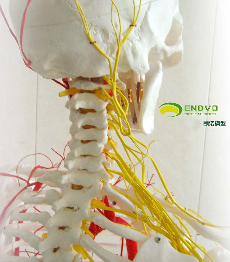 颐诺enovomedicalmodel医用人体骨骼模型附韧带人体骨架