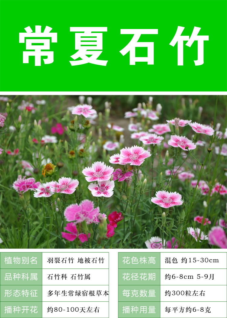 花友秀 常夏石竹种子花卉种子 阳台花种子 花草种子耐热耐寒 盆栽花卉