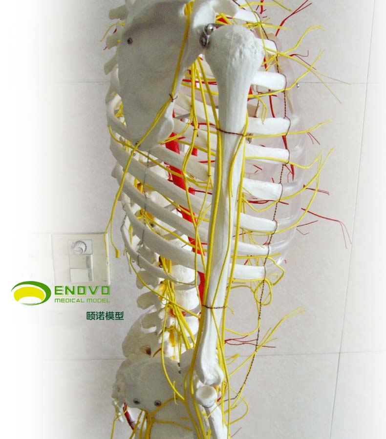 颐诺enovomedicalmodel医用人体骨骼模型附韧带人体骨架
