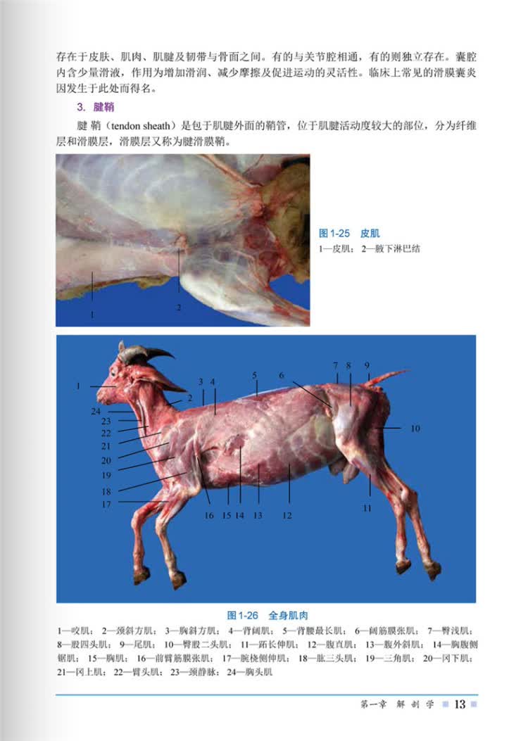 山羊解剖组织彩色图谱 周变华,王宏伟,张旻