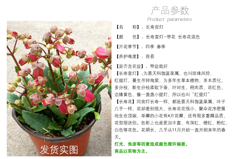 花络阁 长寿花 重瓣宫灯长寿花 宫灯长寿 带花苞原盆原土发货 耐热