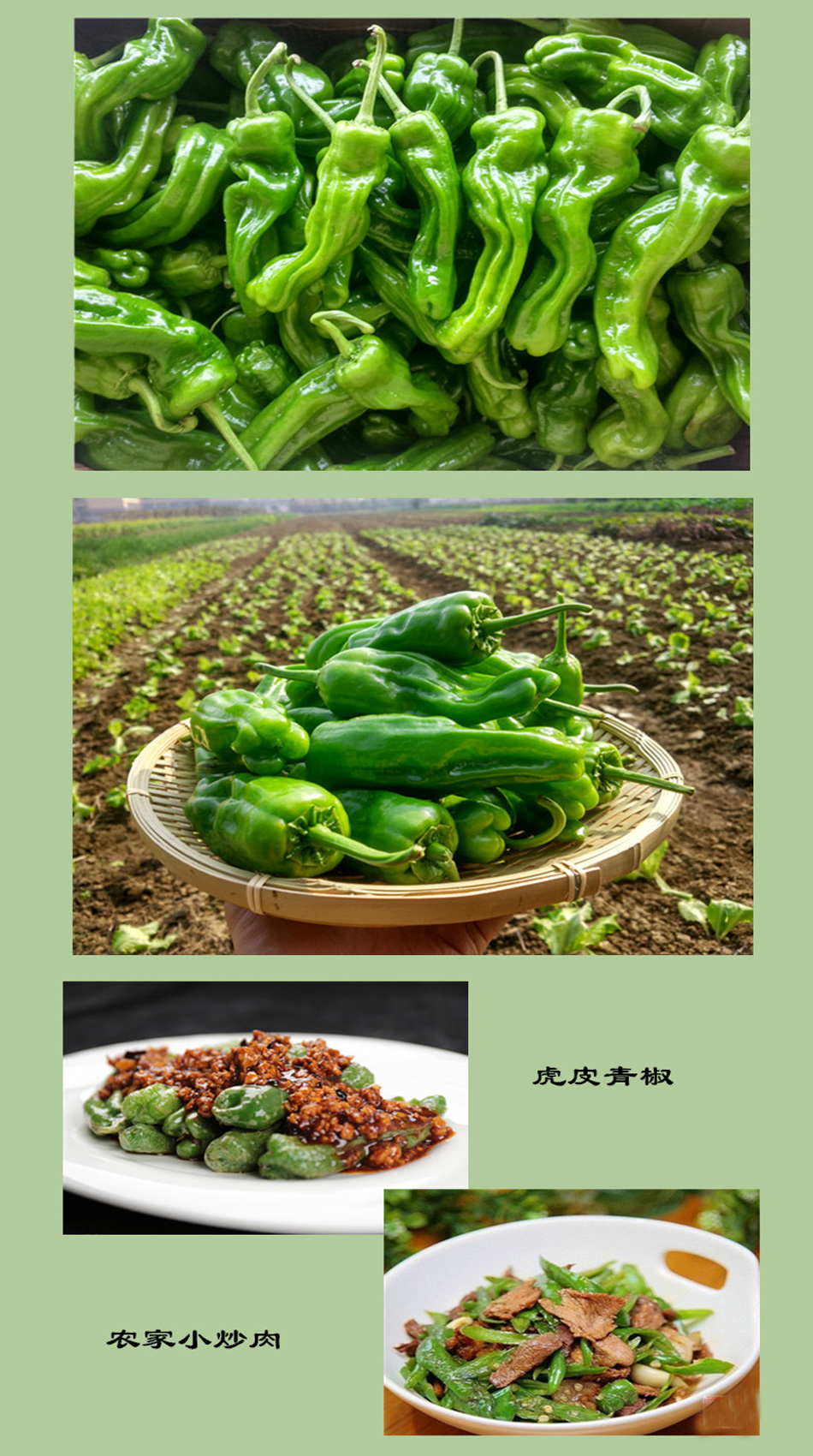 湖北青椒薄皮椒皱皮菜辣椒芜湖椒虎皮椒新鲜蔬菜15kg