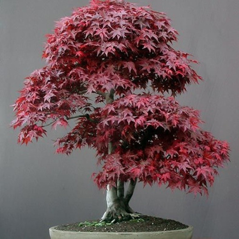 浩胜 红枫 日本红枫盆栽 阳台盆栽红枫 办公室桌上红枫 红枫盆景 不含