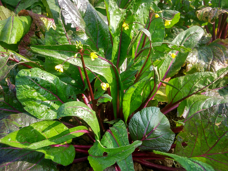 农家新鲜红菜苔紫色菜苔洪山菜薹新鲜时令蔬菜8斤