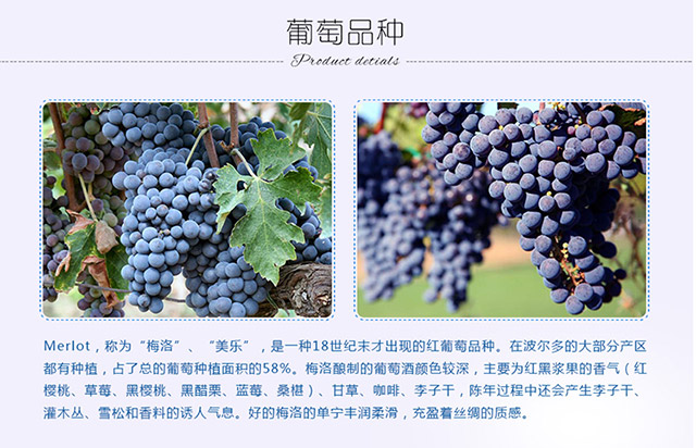 西班牙进口红酒整箱 罗蔓庄园蓝彩蝶系列梅洛