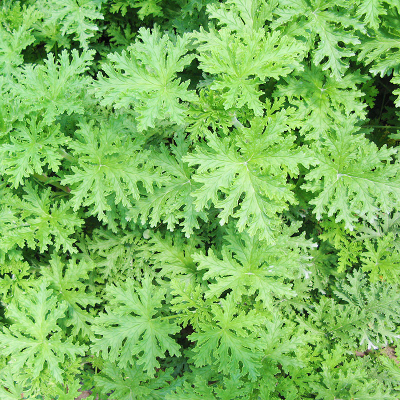 醉花春 薄荷 驱蚊草 避蚊草 柠檬味 薄荷 植物盆栽 驱蚊草 含盆