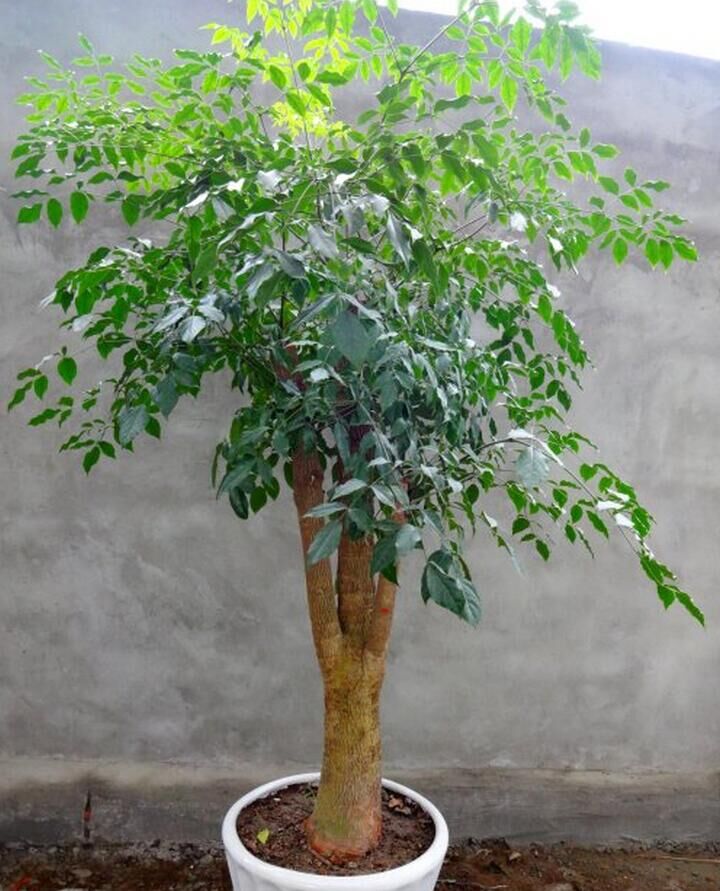 御春阁 幸福树富贵树 绿色植物办公室绿植花卉室内植物大小盆栽盆景