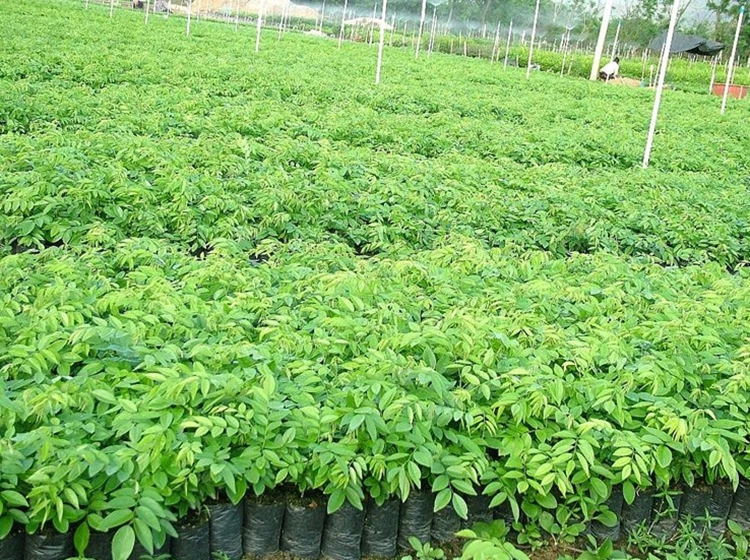 御春阁名贵苗木树苗沉香苗木海南黄花梨苗菩提树苗菩提小苗黄花梨苗50