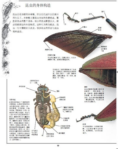 dk生物大百科(精装版)(全彩)全球青少年都在阅读的