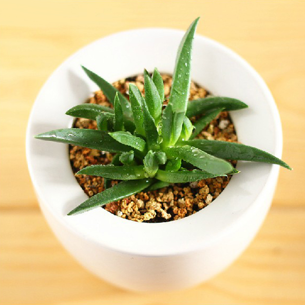 黄 红花照波多肉植物群生办公室内小盆栽盆景 黄花照波多头 裸根不