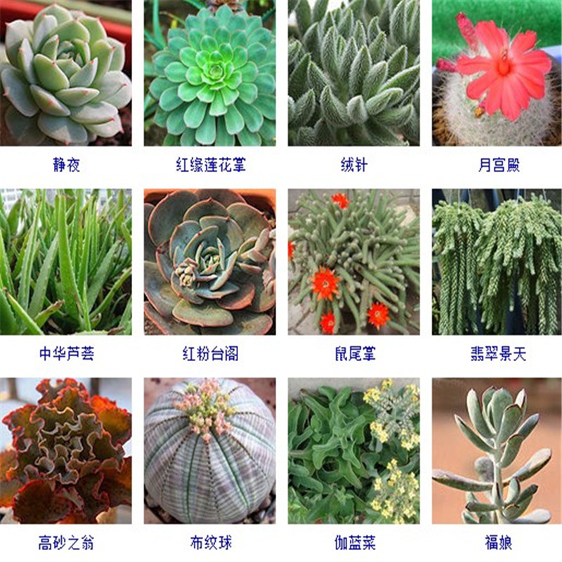多肉植物多肉组合 绿植多肉净化空气盆栽花卉小盆景办公室内桌面