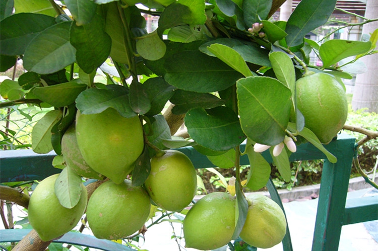 御春阁 果树苗 嫁接苗 当年结果 青柠果苗 香水柠檬 柠檬苗 花卉盆栽