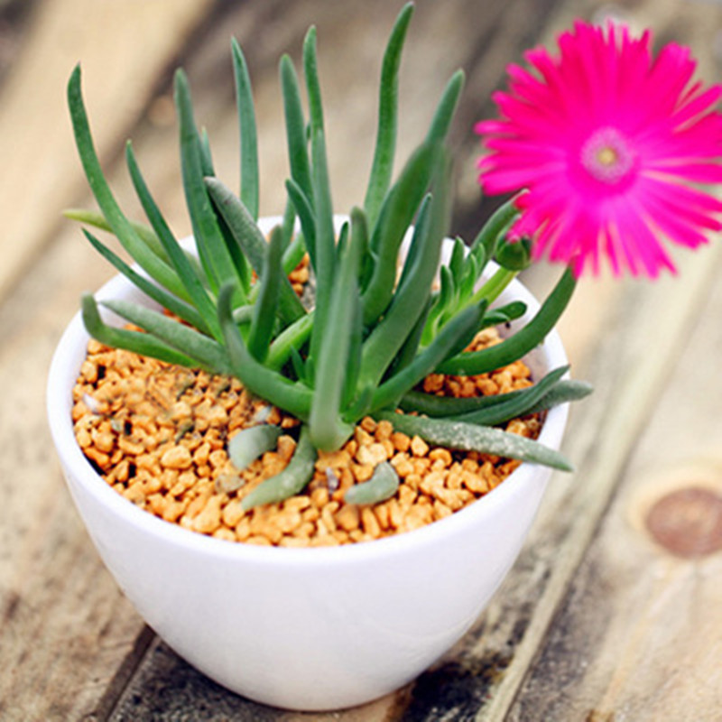 黄 红花照波多肉植物群生办公室内小盆栽盆景 黄花照波多头 裸根不